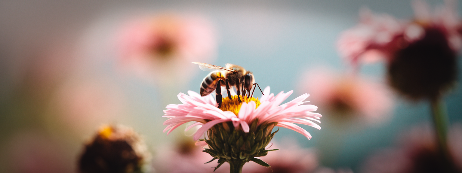 Macro Photography description